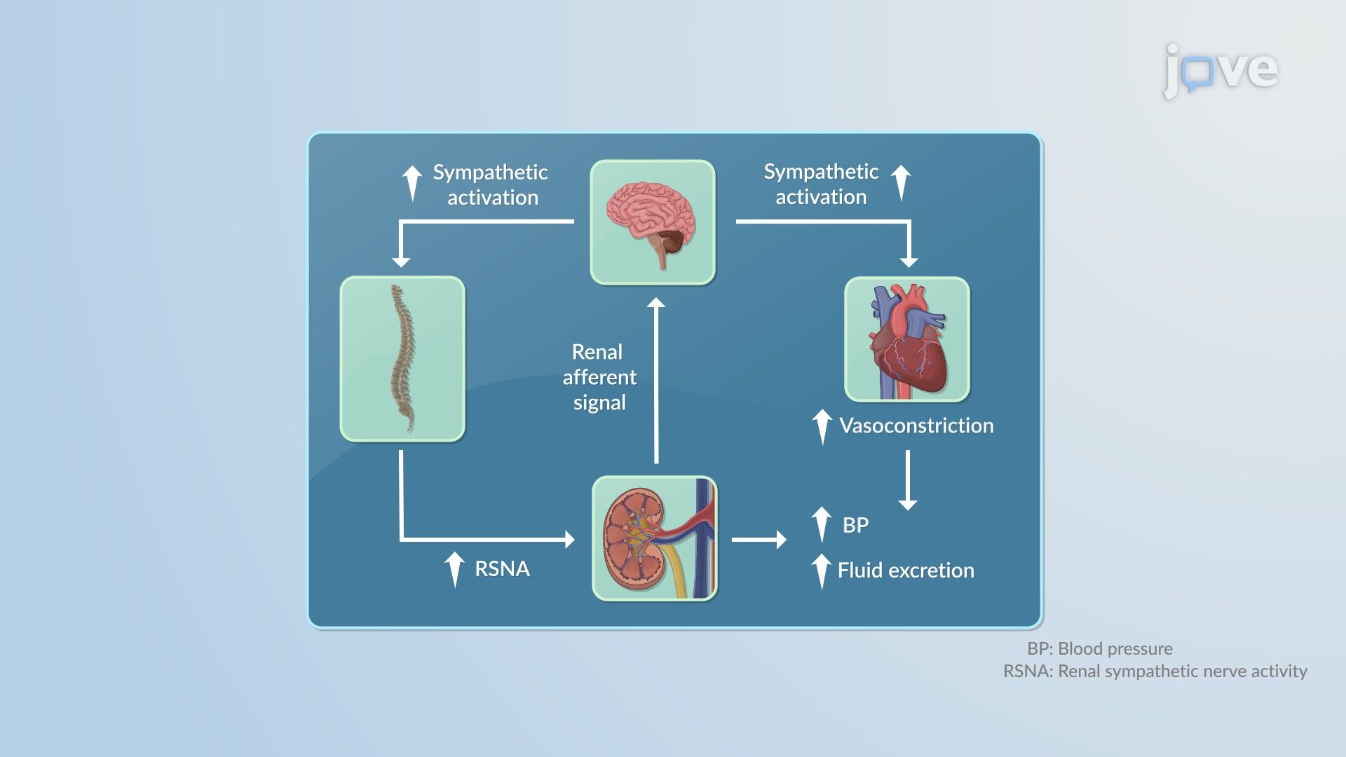 Pharmacodynamic Models: Link Model and Systems Pharmacodynamic Model
