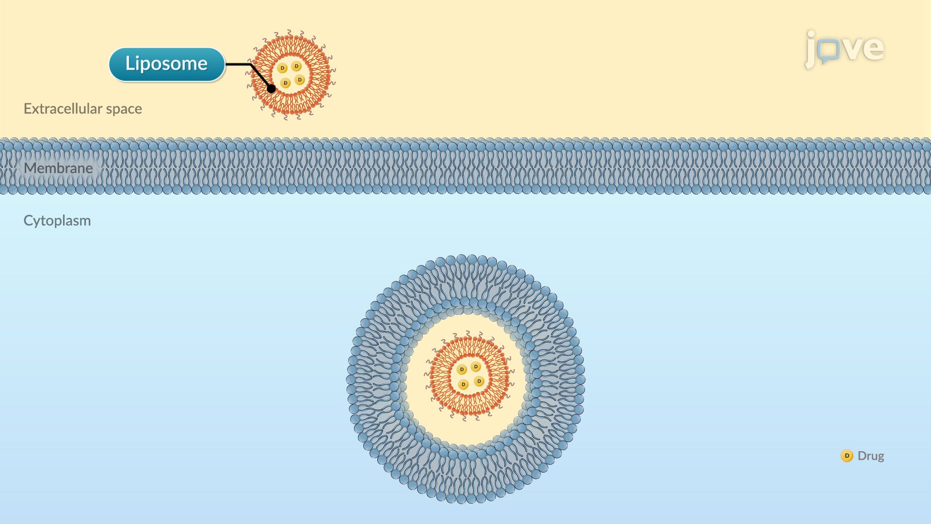 Modified-Release Drug Delivery Systems: Site-Targeted