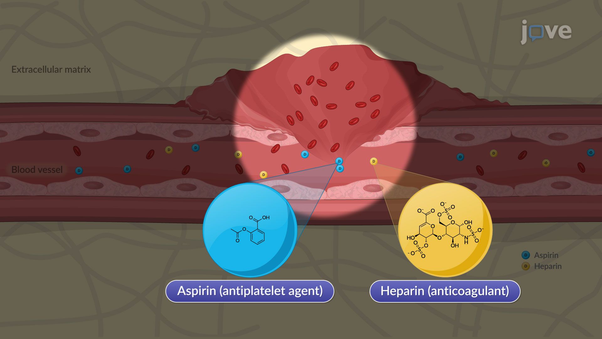 Drug toxicity: Drug–Drug Interaction