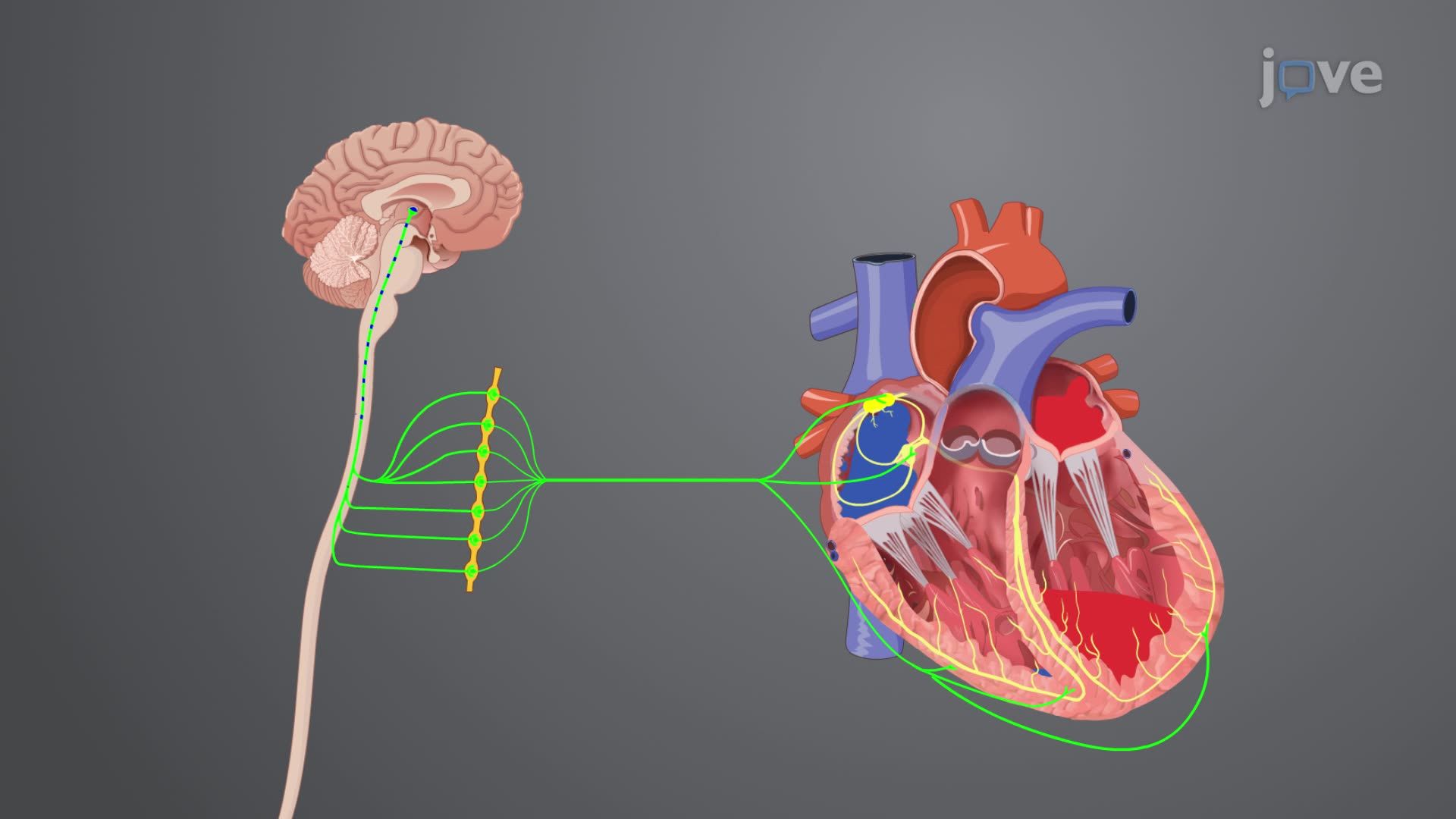 Heart Failure II: Pathophysiology
