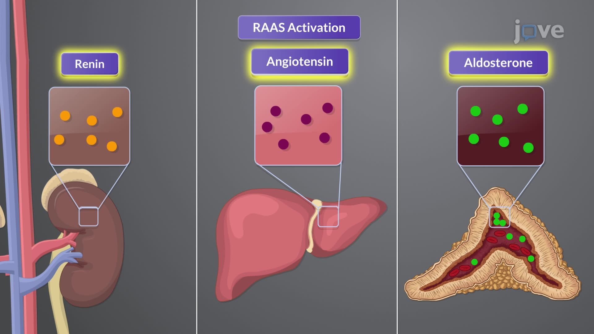 Hypertension II: Pathophysiology