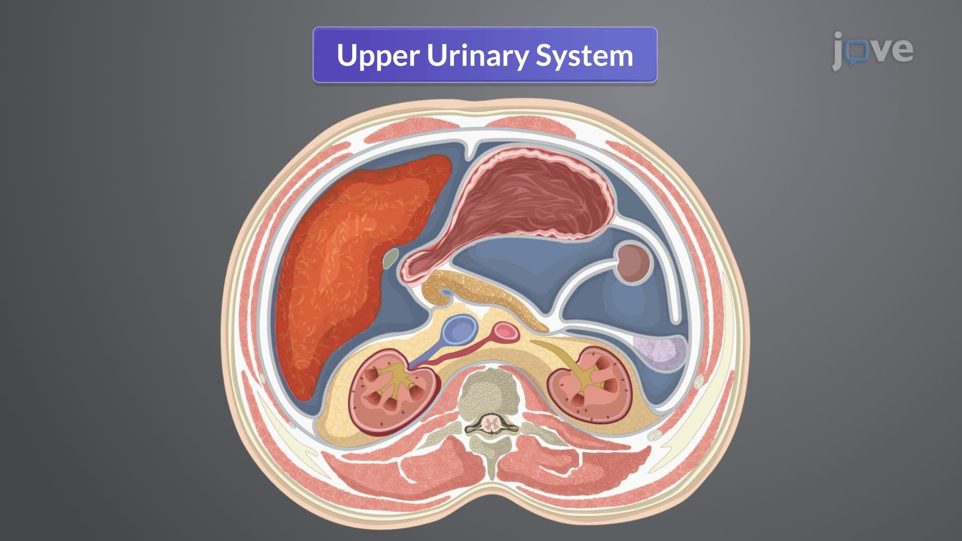 Anatomy of the Genitourinary System I: Kidneys and Ureters