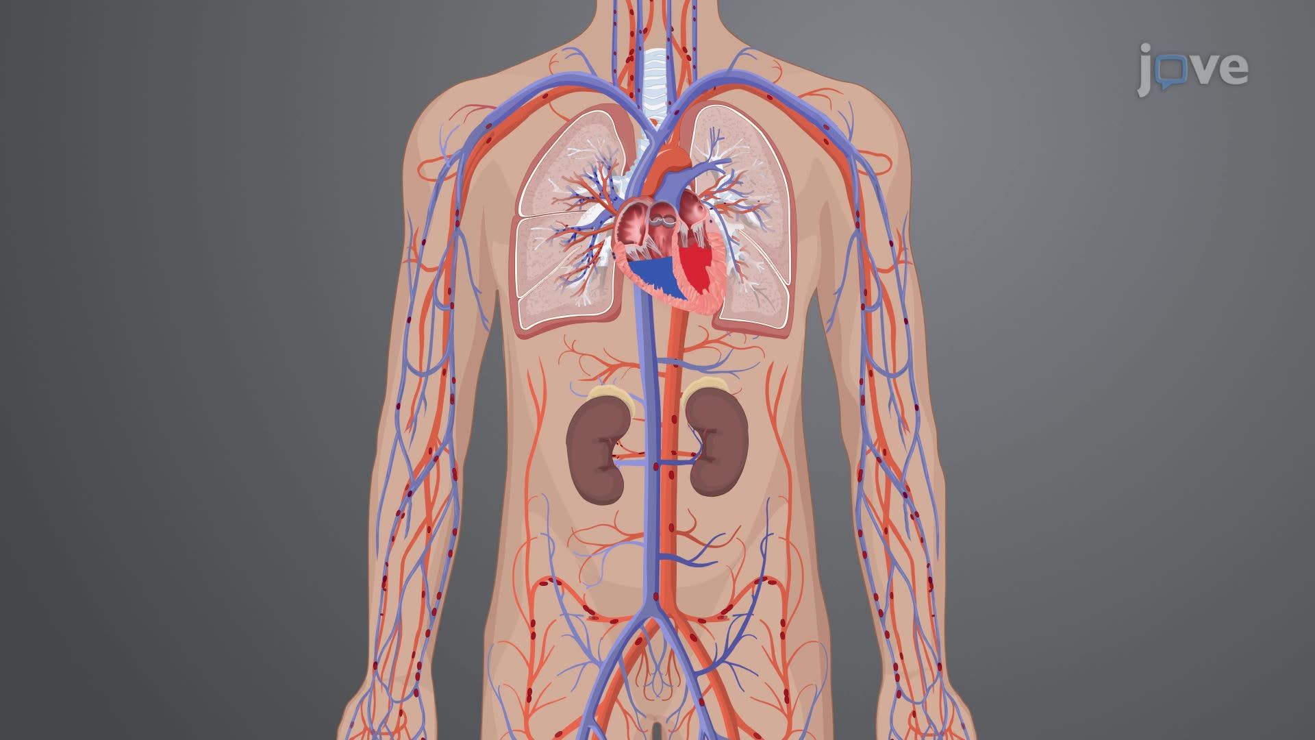 Physiology of the Genitourinary System I: Renal Blood Flow and Glomerular Filtration
