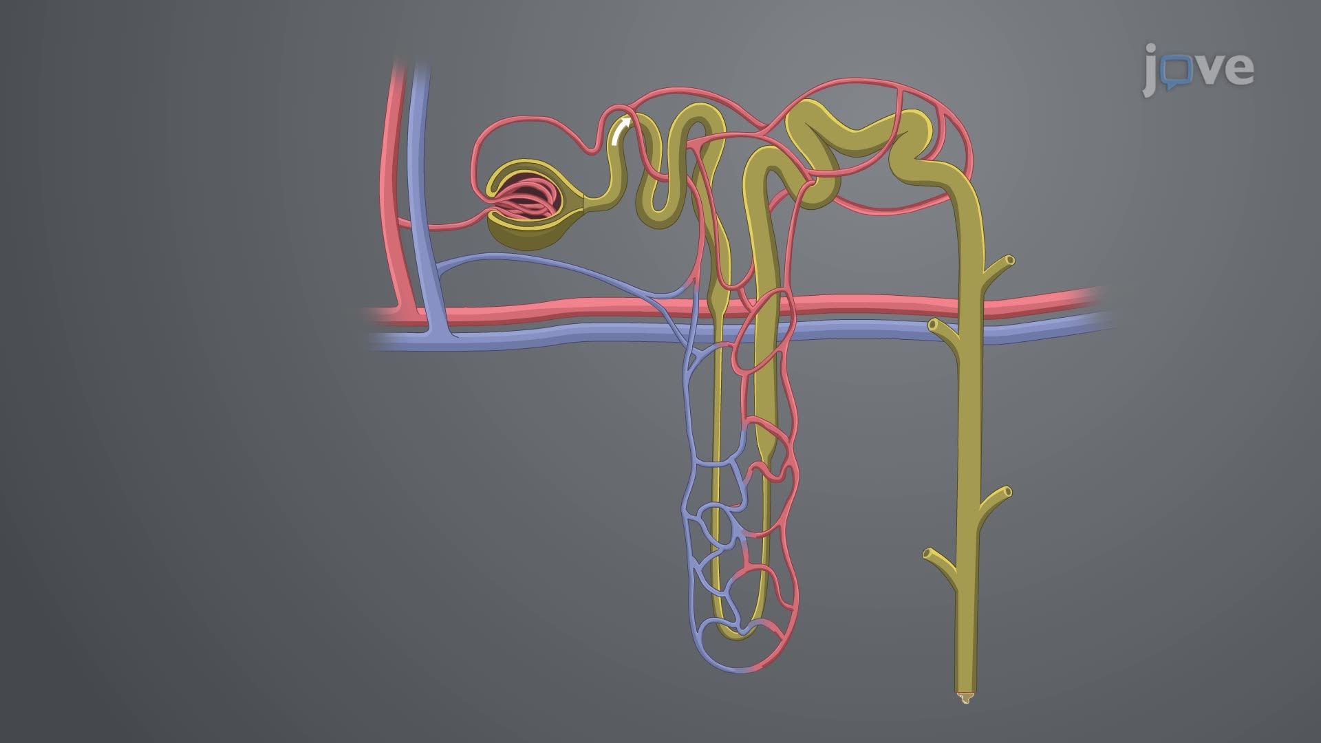 Physiology of the Genitourinary System II: Tubular Reabsorption and Secretion