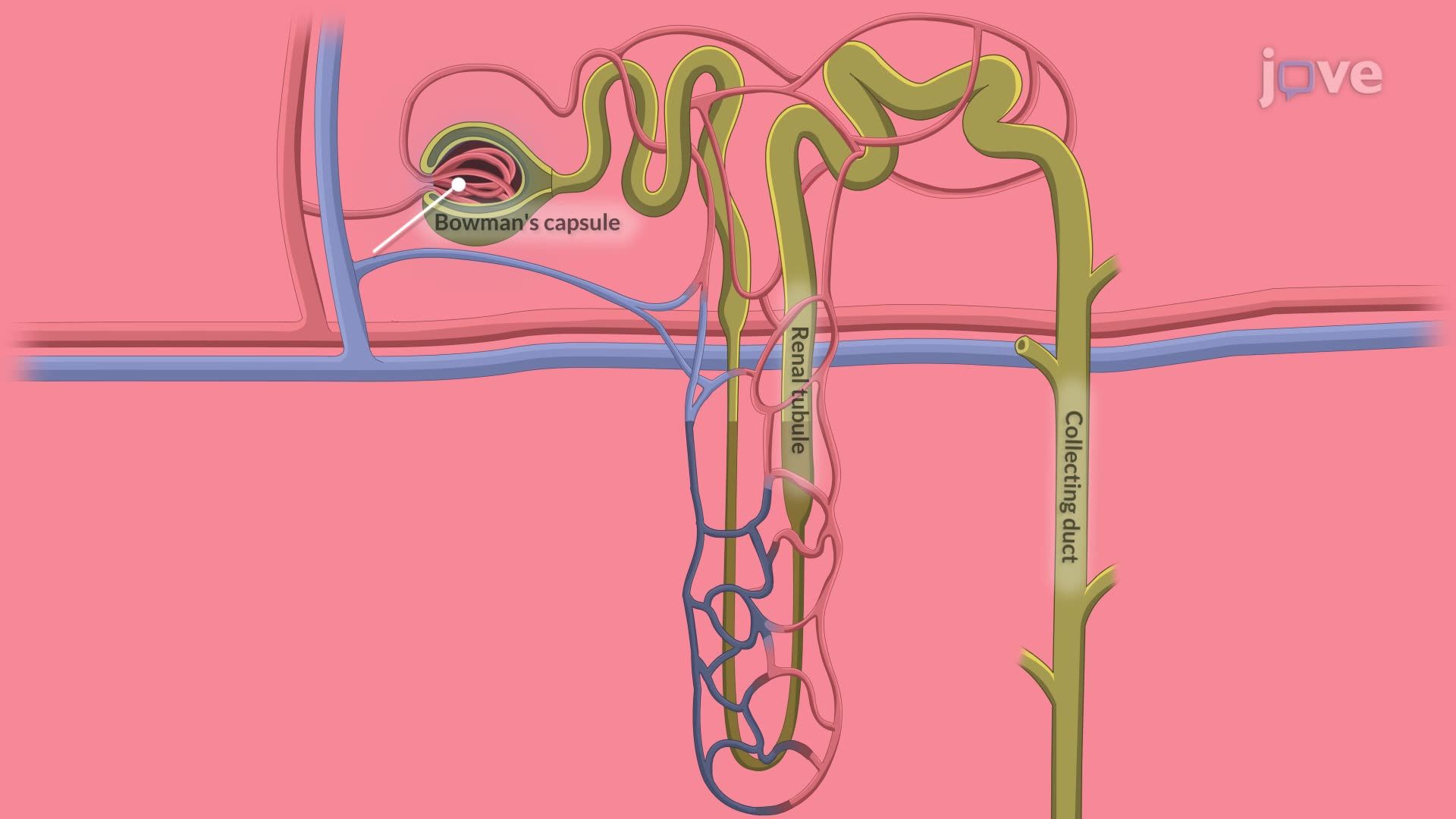 Acute Kidney Injury II: Pathophysiology