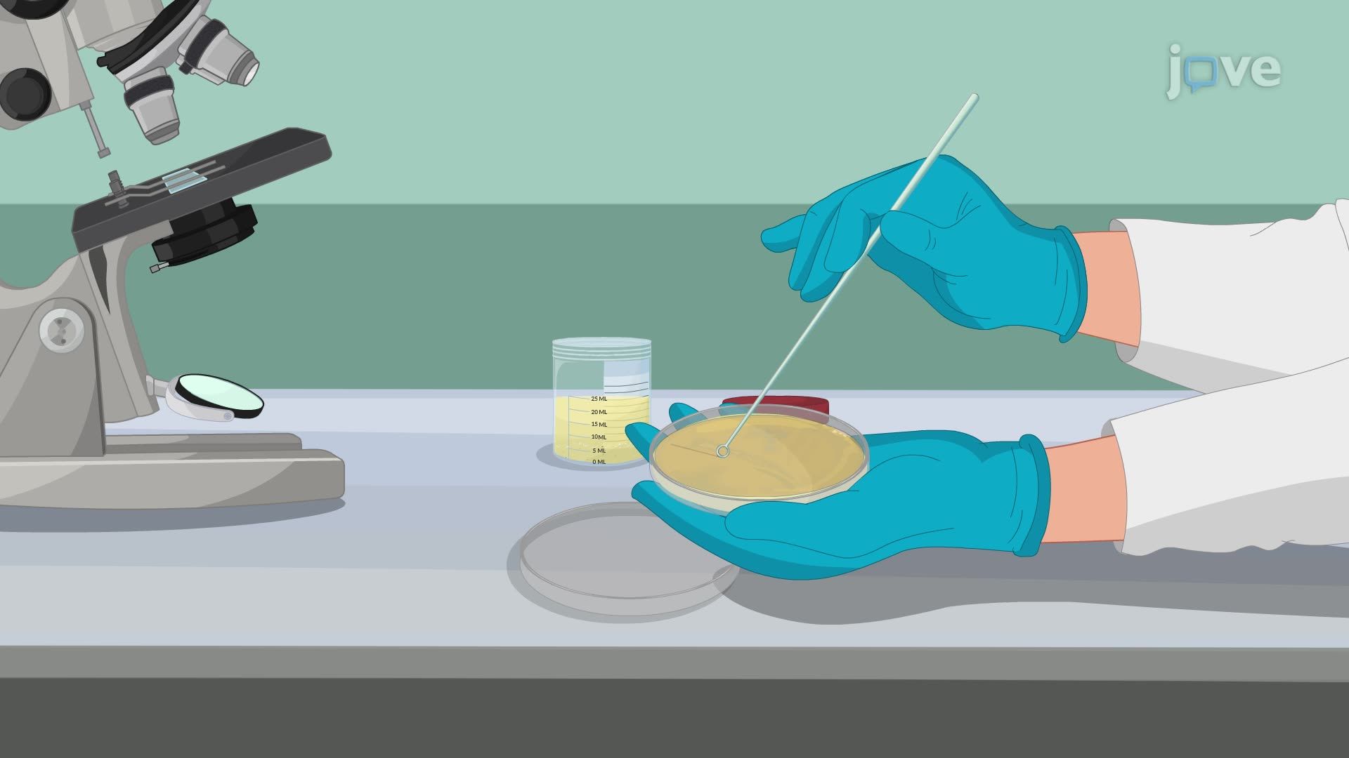 Urine Studies II: Urine Culture and Sensitivity Test