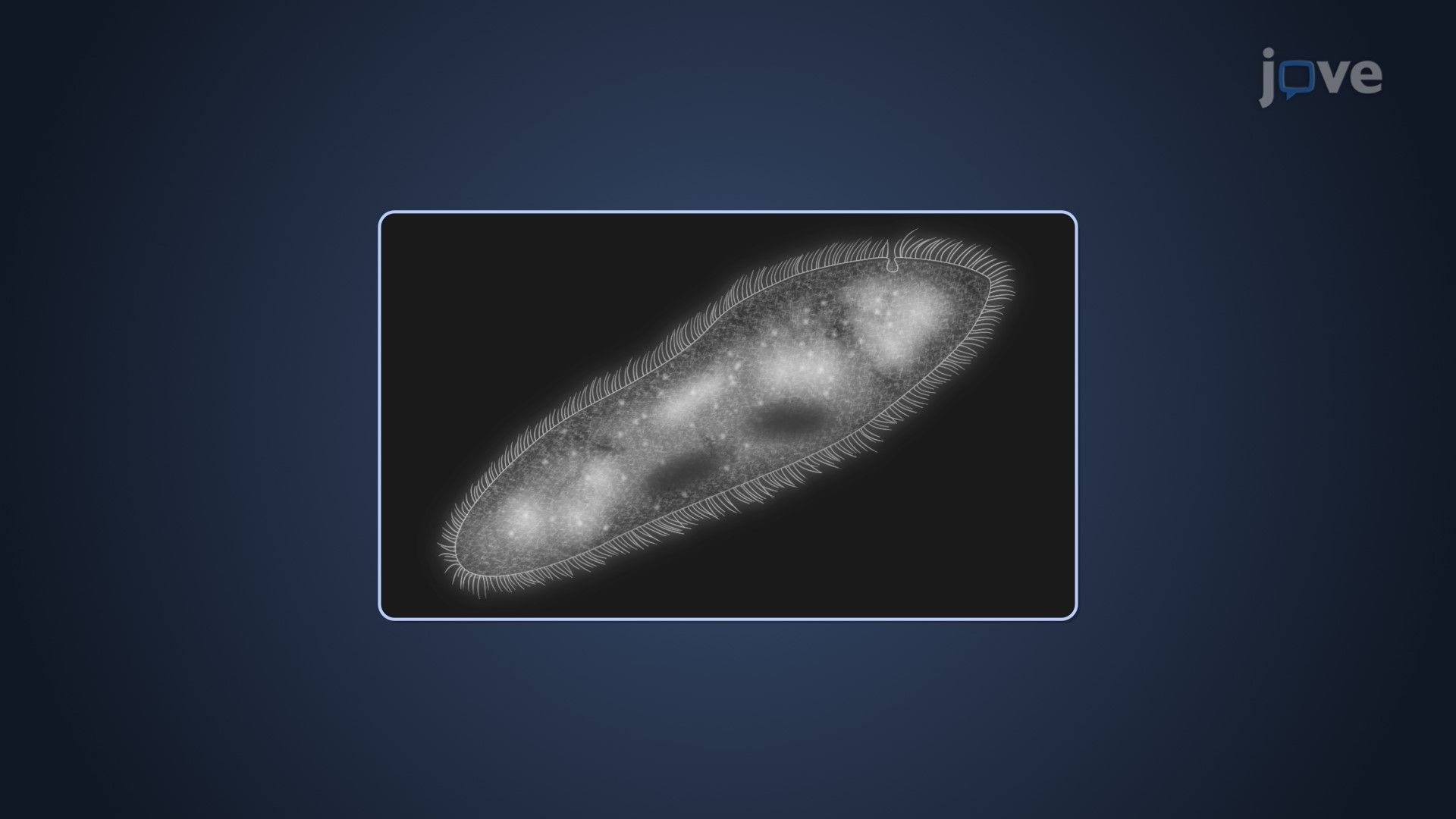 Two-Dimensional Microscopy in Microbiology