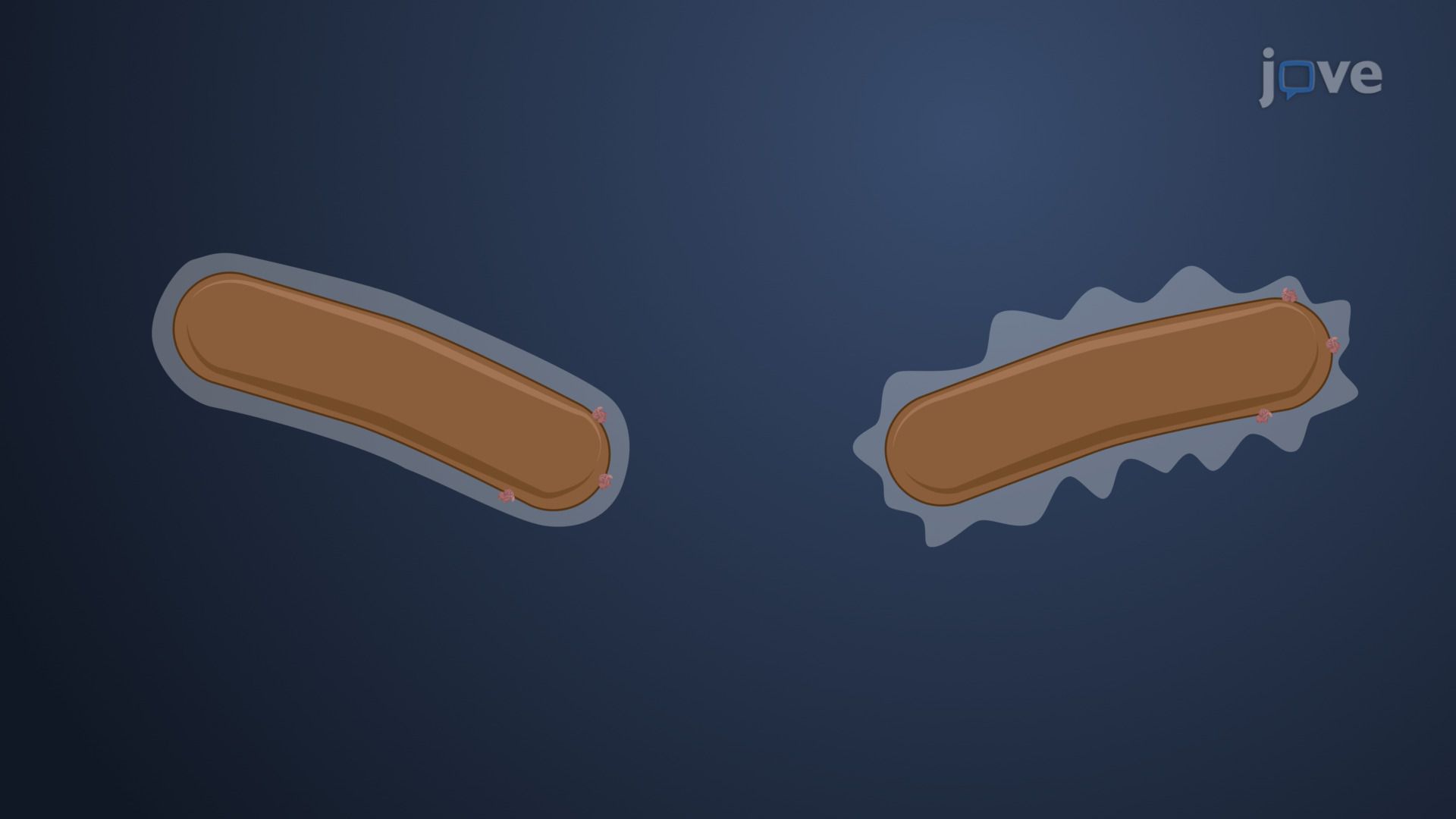 Outer Layers of the Cell Envelope
