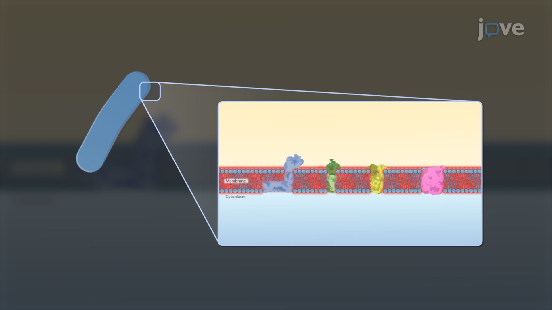 Electron Transport Chain Components
