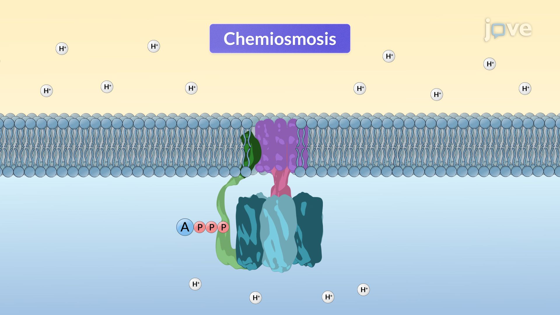 Video: Chemiosmosis and ATP Synthesis