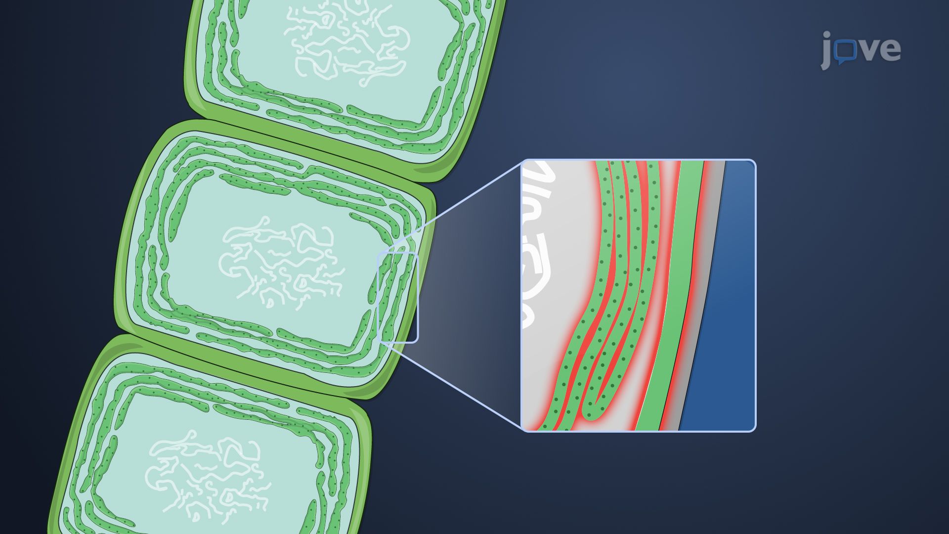 Video Oxygenic Photosynthesis