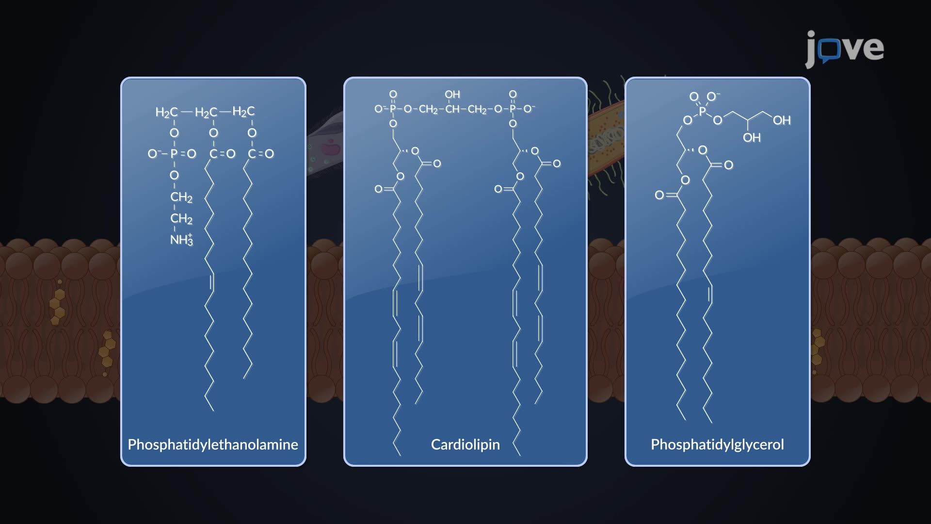 Biosynthesis of Lipids