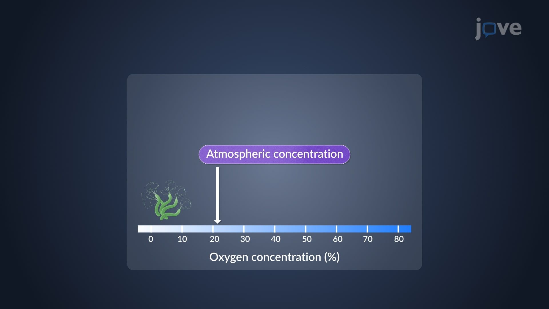 Oxygen Requirements and Growth Patterns