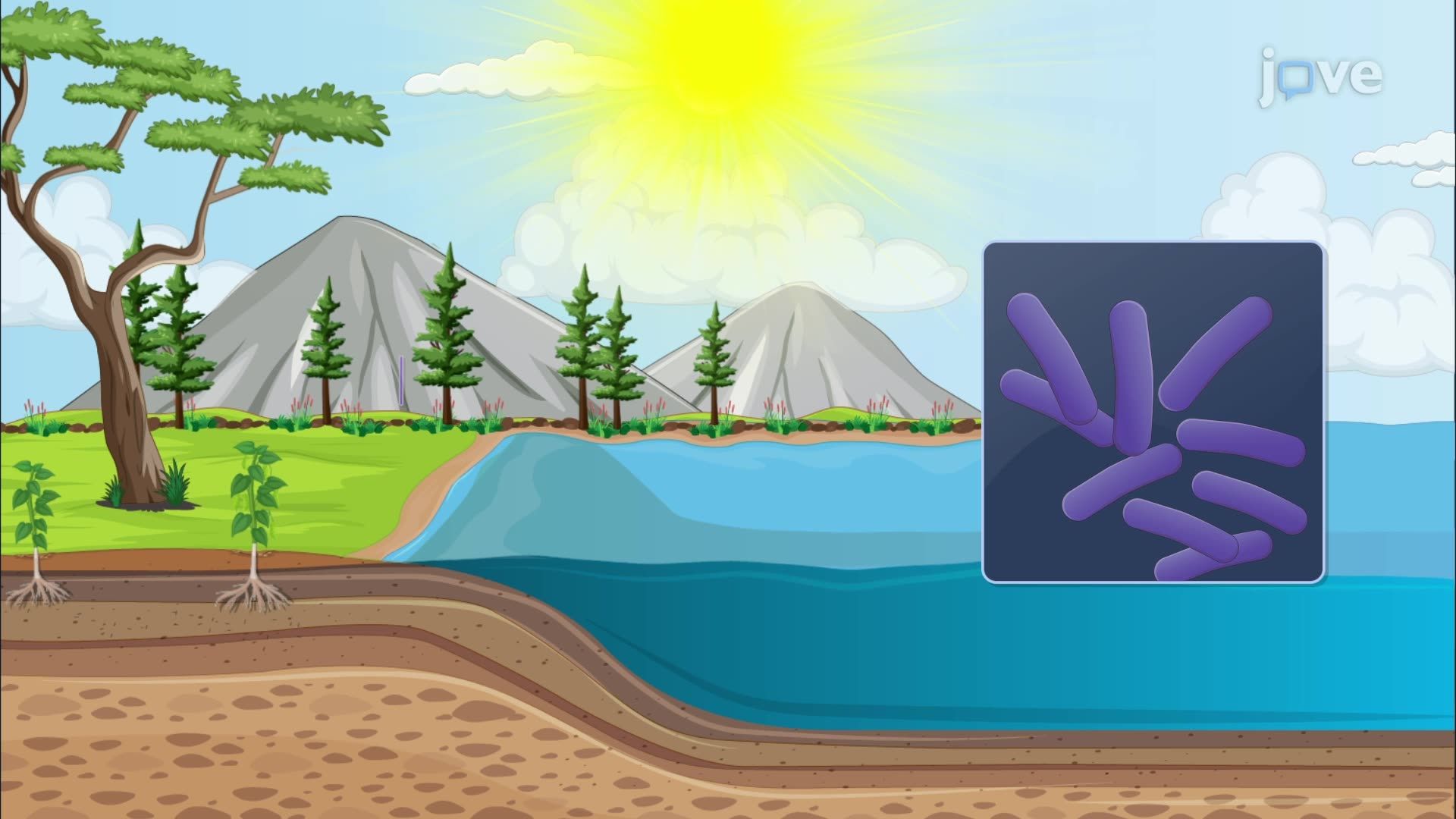 Diversity of Archaea II