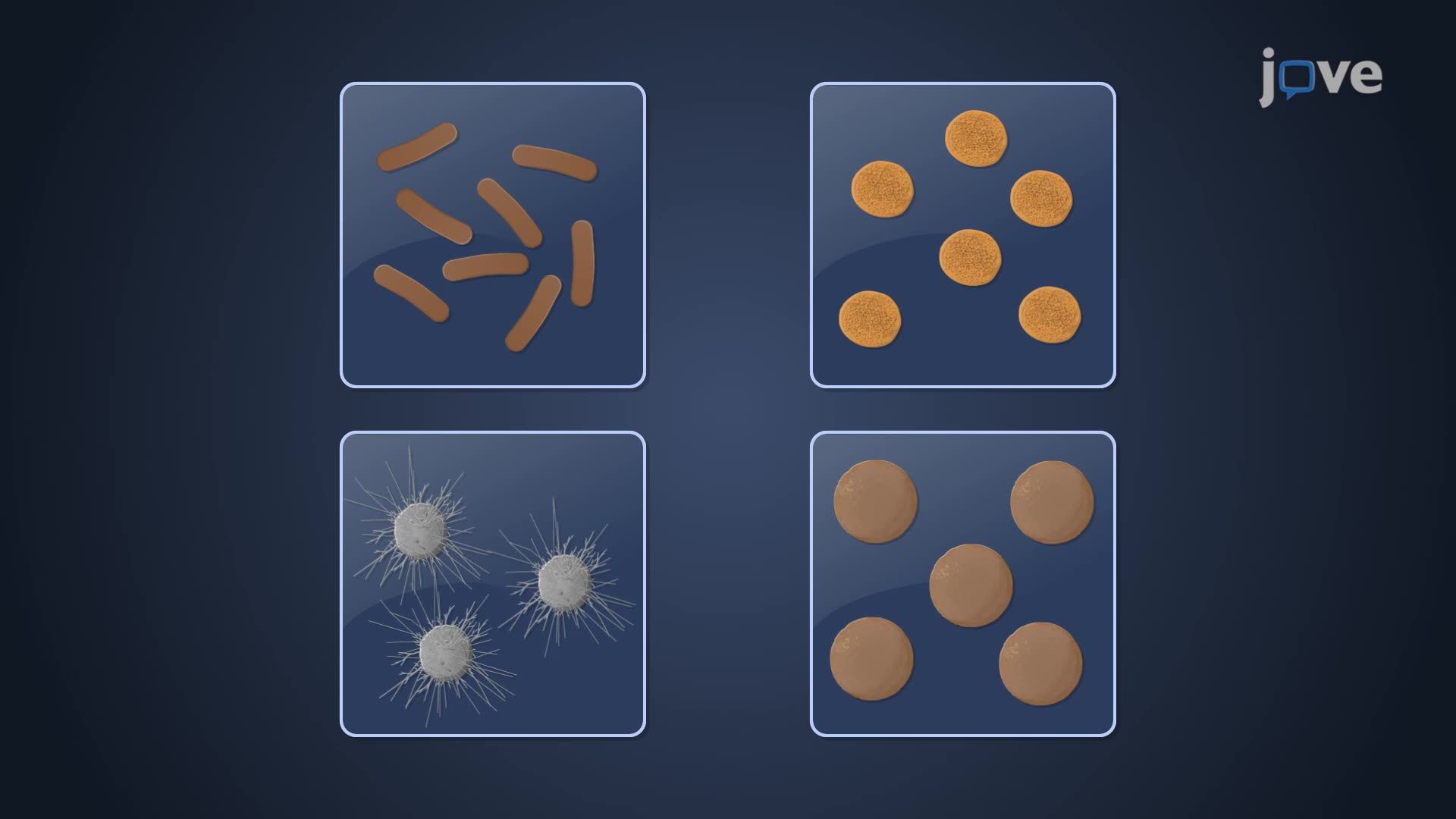 Diversity of Archaea III