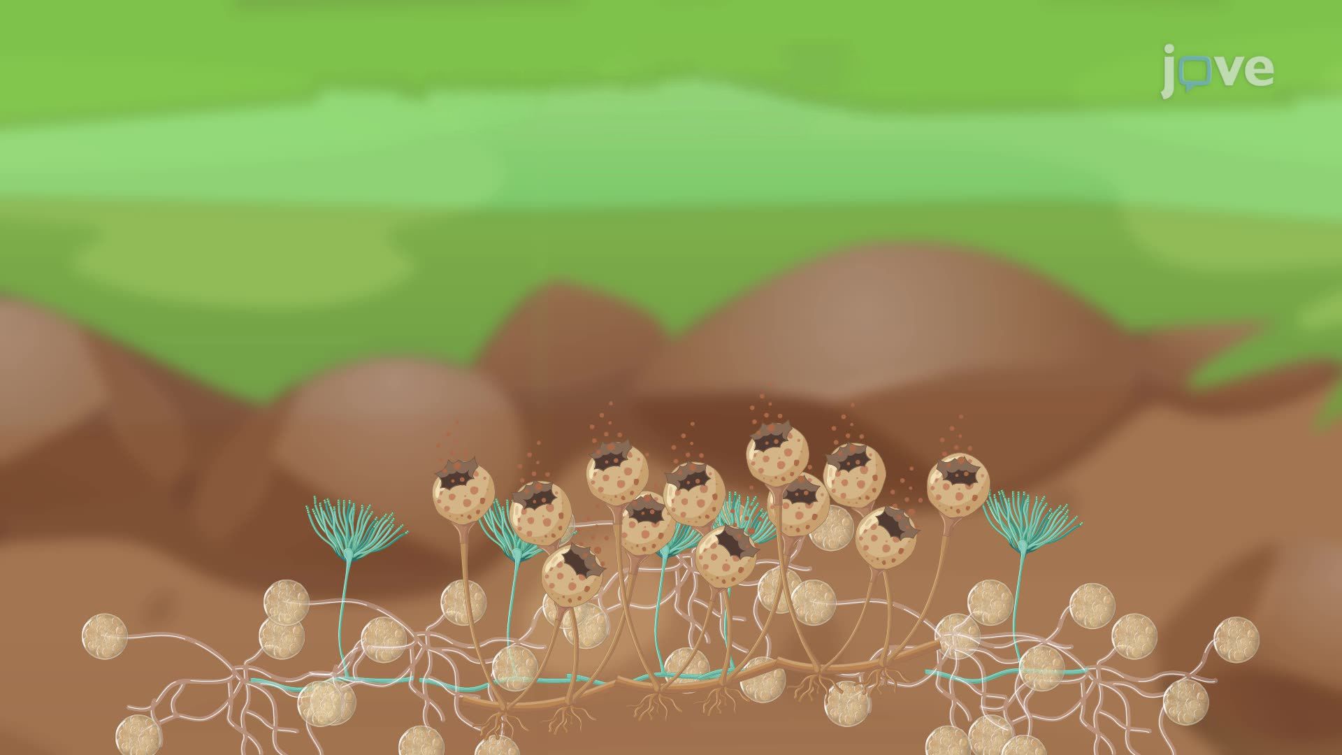 Overview of Fungi