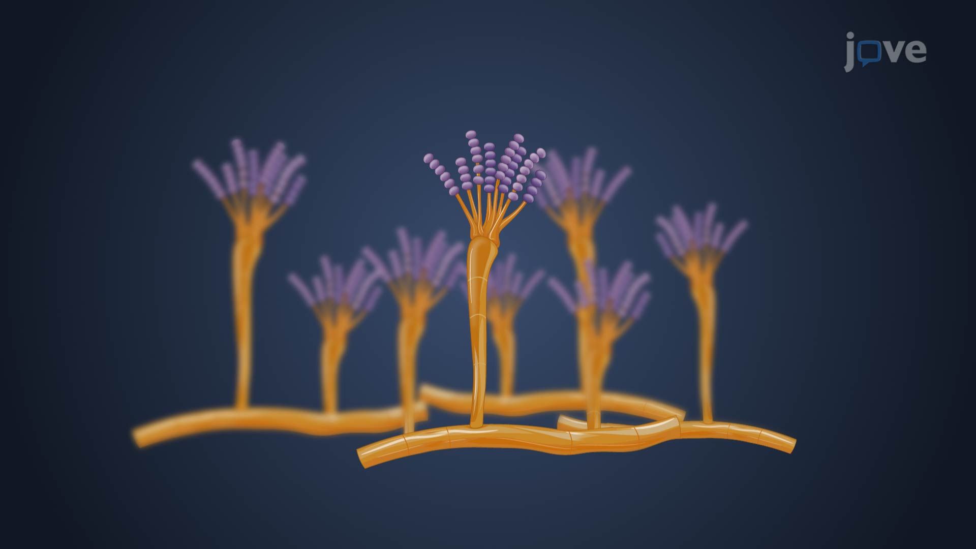 Fungal Phylum Ascomycota
