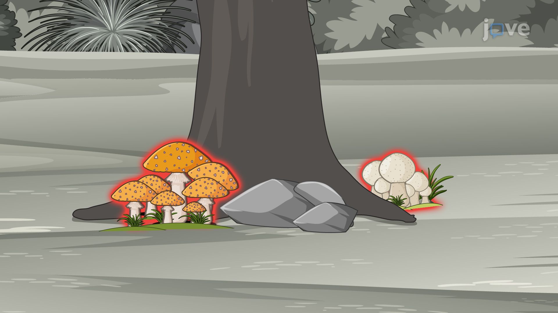 Fungal Phylum Basidiomycota