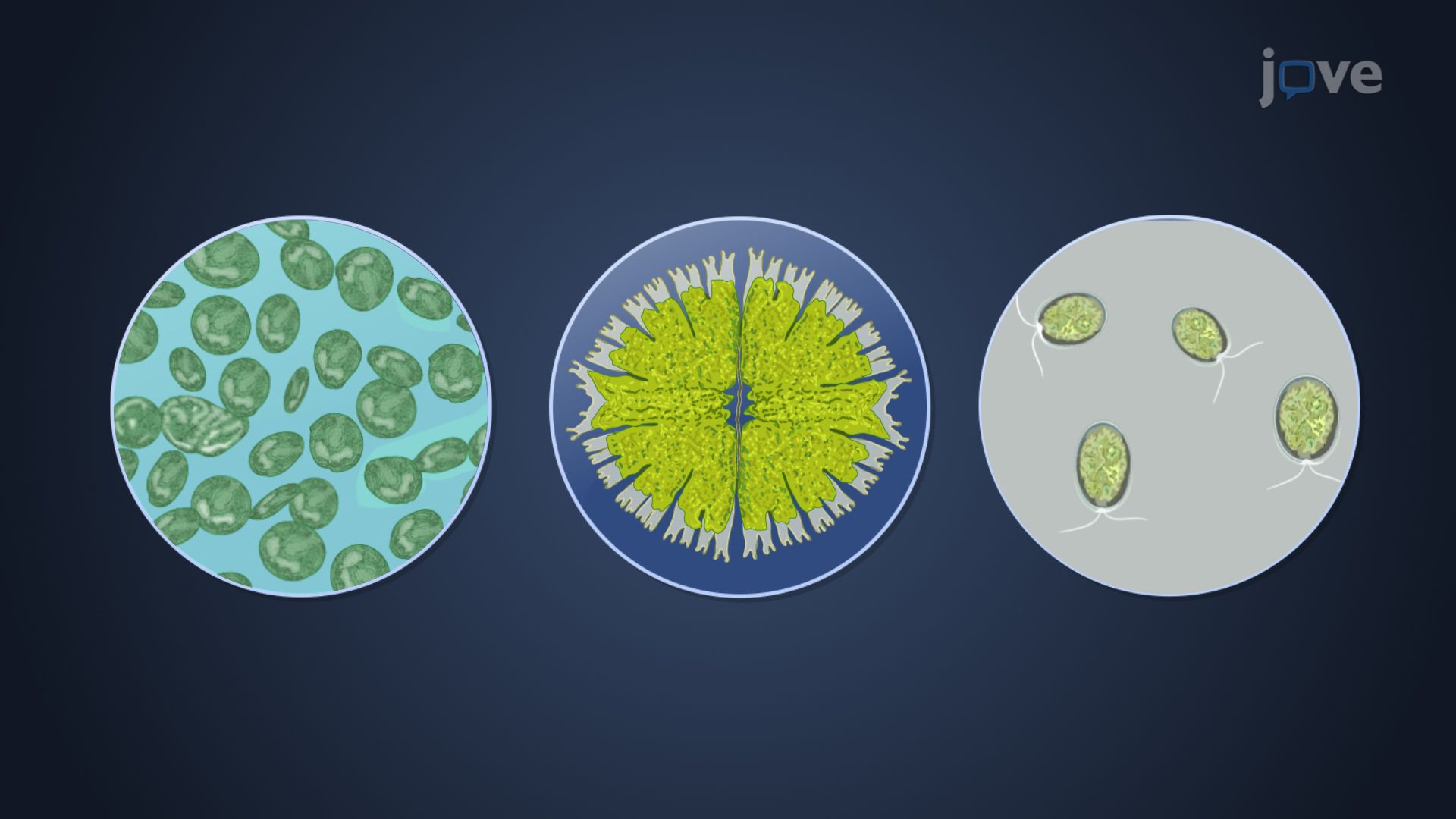 Green Algae