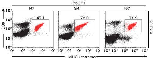 Transnuclear Mice with Pre-defined T Cell Receptor Specificities 