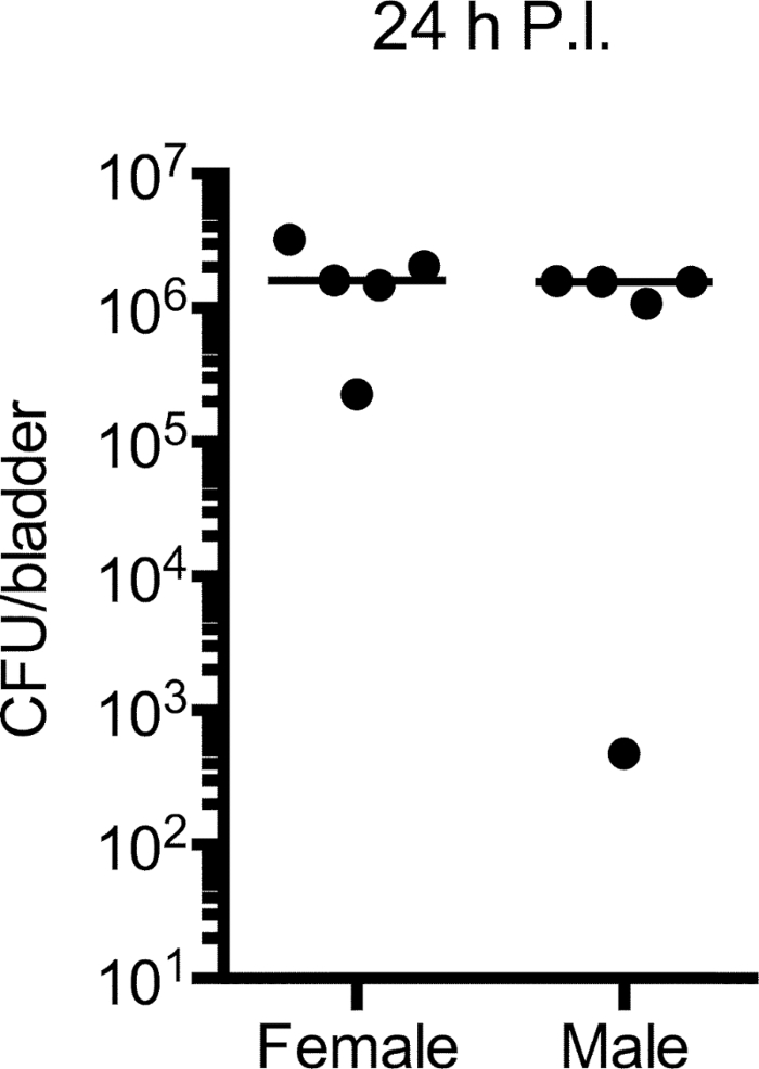 Transurethral Catheterization and Bacterial Inoculation to Generate a
