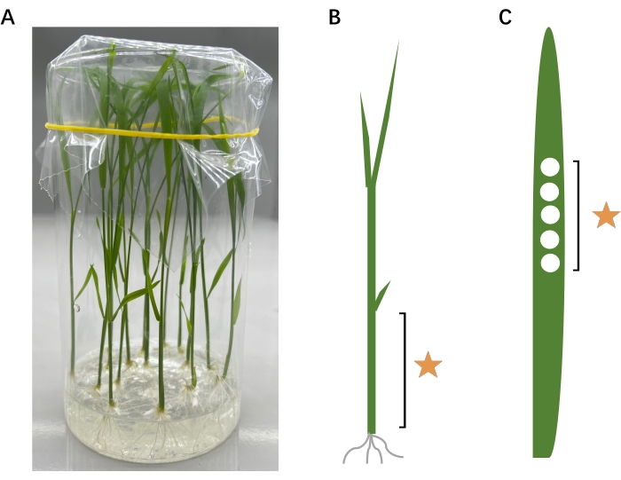 An Assay for Detecting Reactive Oxygen Species Production in Rice ...