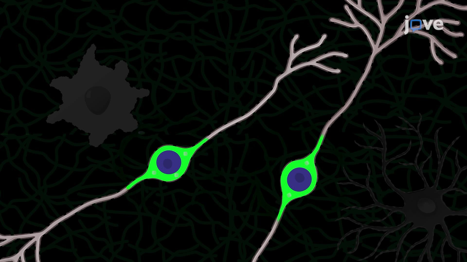 Immunohistochemistry of Mouse Brain Tissue Sections for Targeting Dopamine Neurons