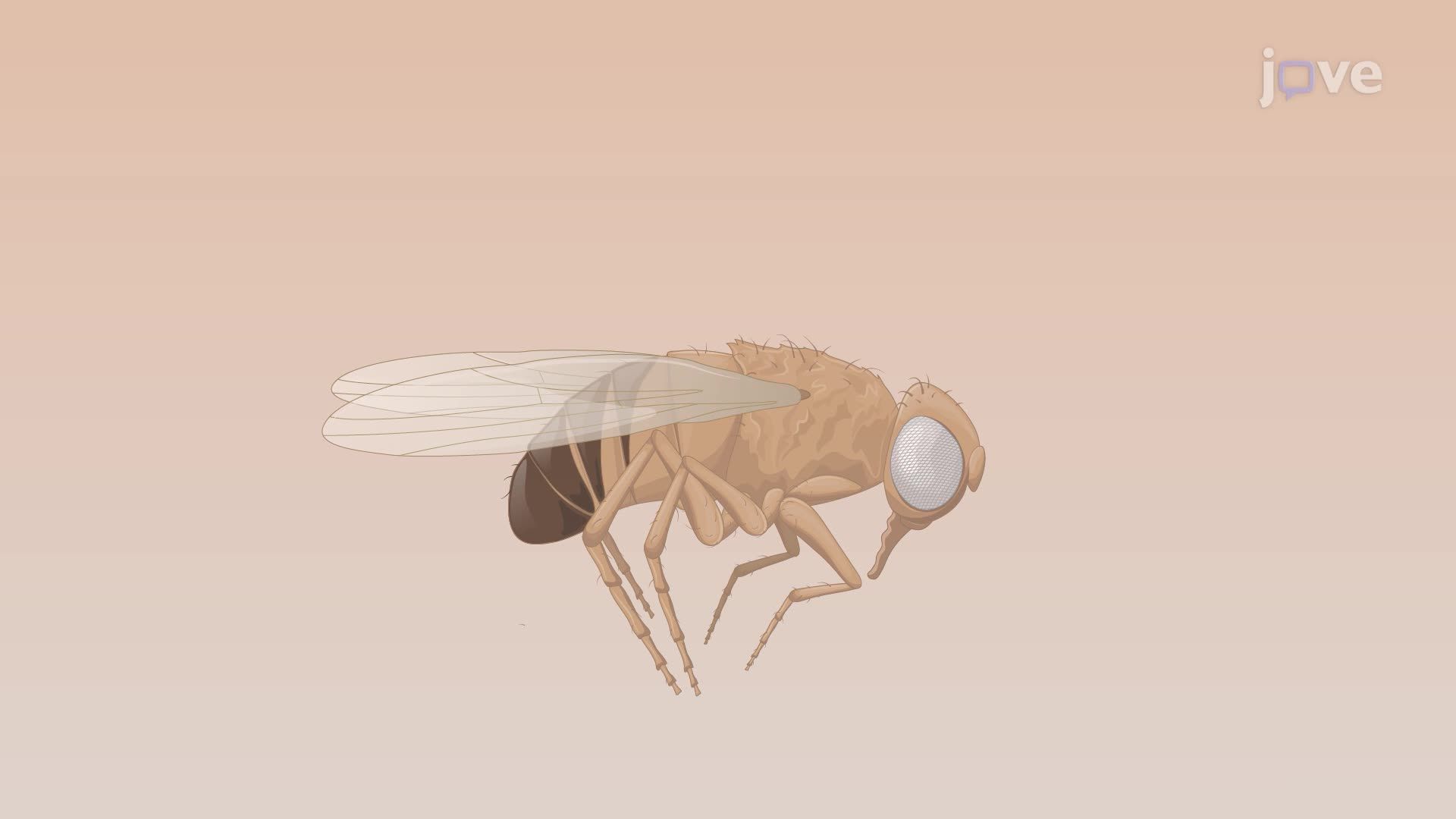Studying Membrane Protein Trafficking in <i>Drosophila</i> Photoreceptor Cells