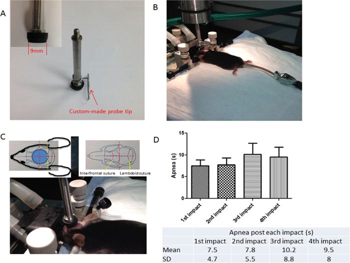 Traumatic brain injury setup; custom probe, rodent impact, apnea data chart for research analysis.