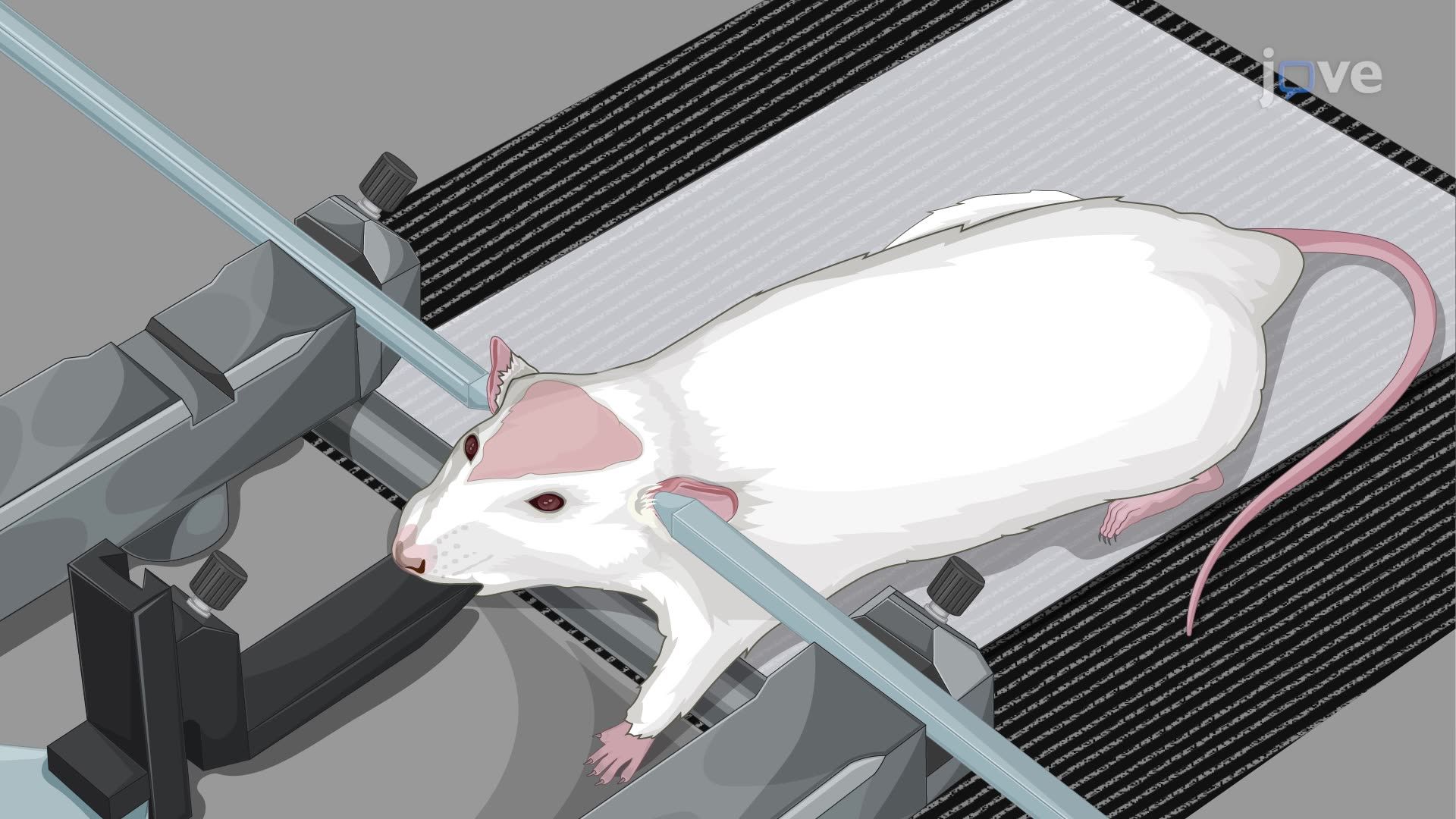 Induction of Neuropathic Pain in a Rat Model by Constriction of the Infraorbital Nerve