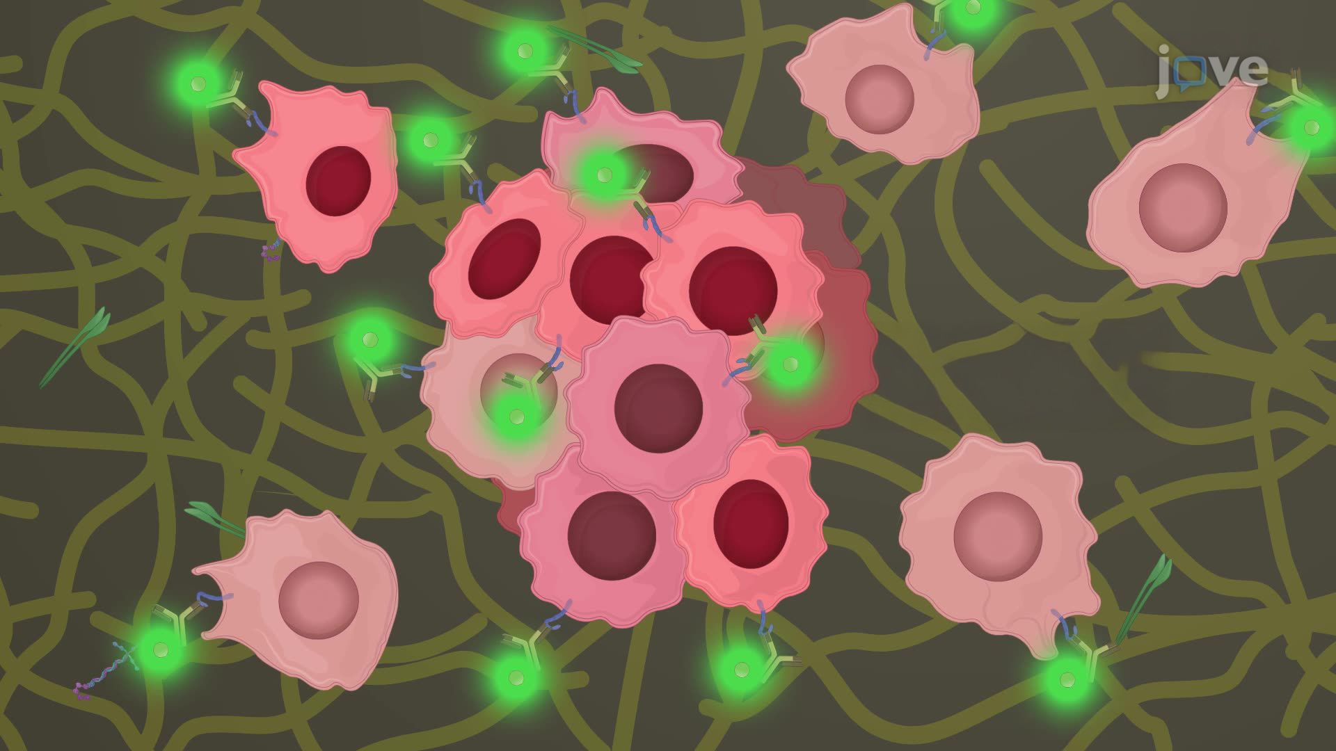 Immunocytochemistry-Based Imaging for Visualizing Pediatric Glioma Cell Migration