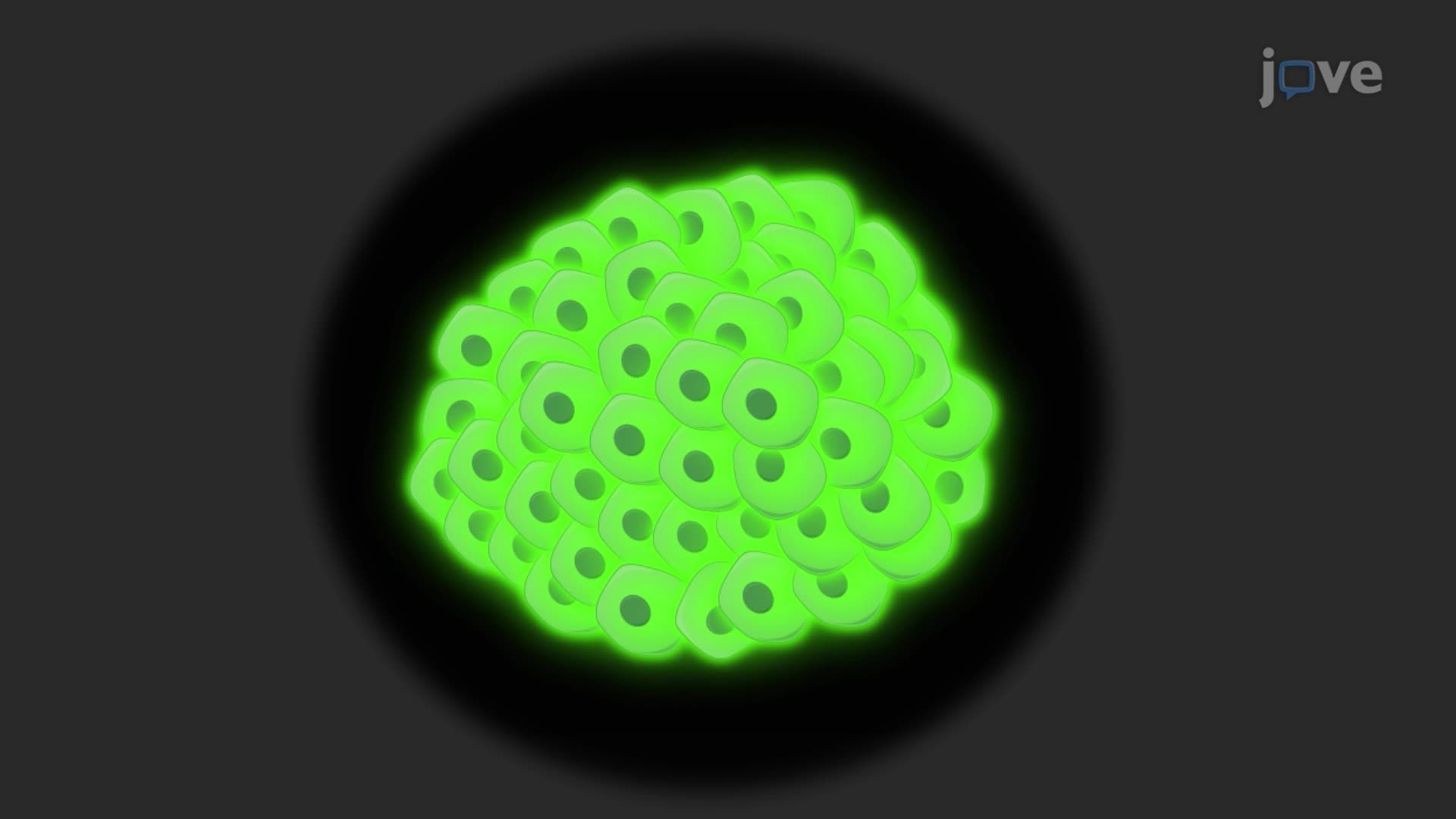 Characterization of Small Bowel Neuroendocrine Tumor Spheroids Using Immunofluorescence