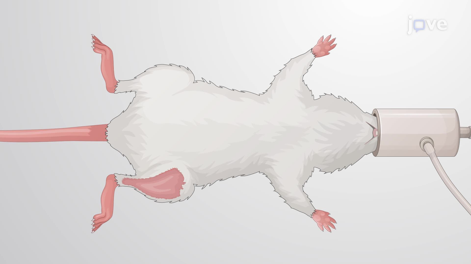 Generating a Rat Model of Tibial Neuroma Transposition