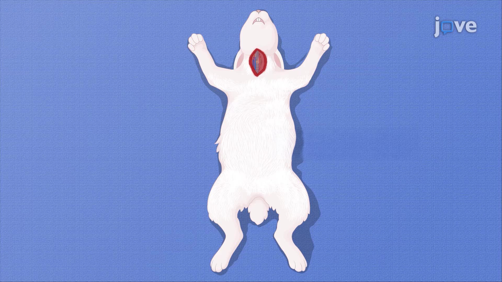 Developing an Experimental Aneurysm Model in a Rabbit Using an Elastase-Treated Vessel Pouch