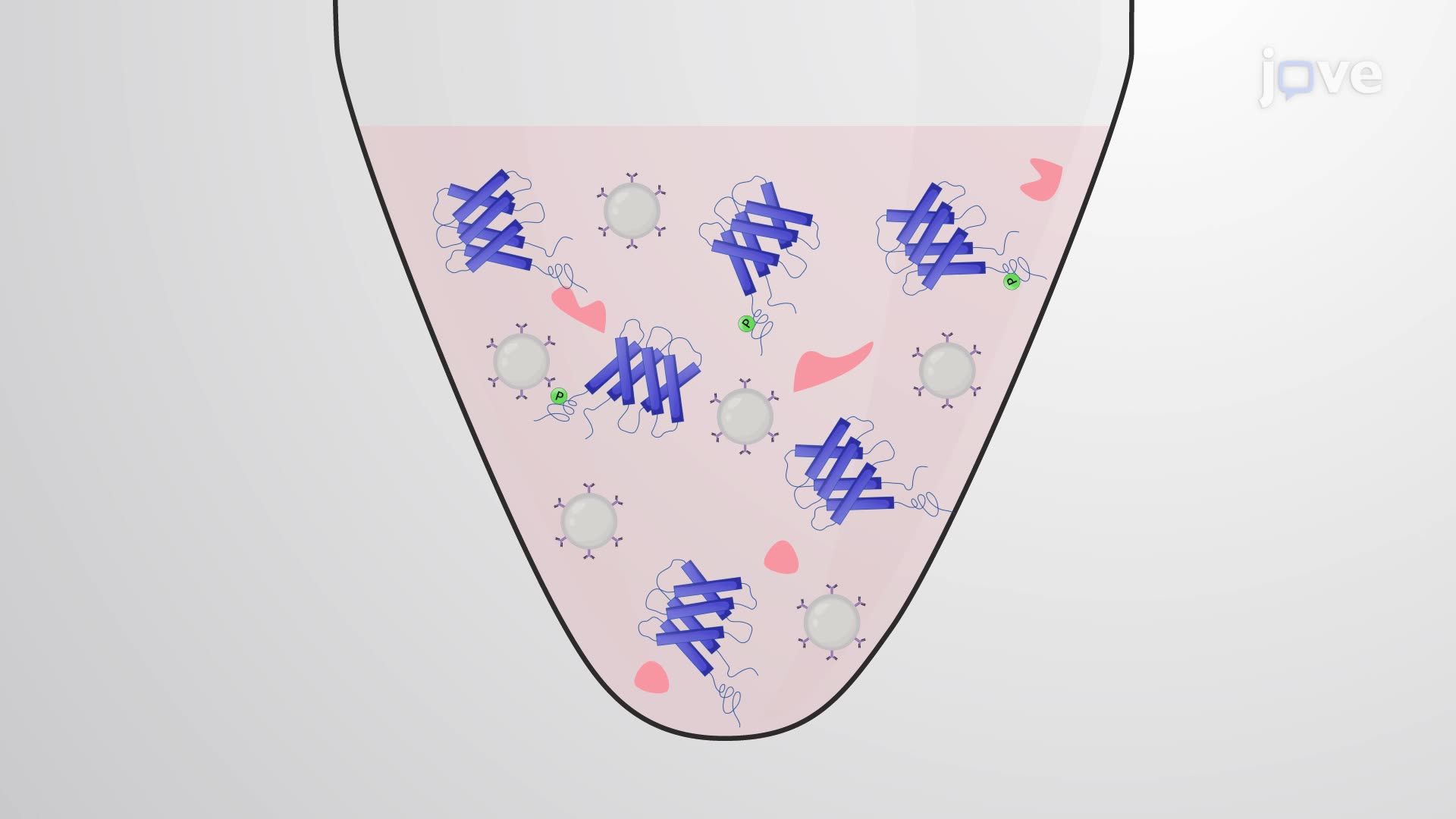 Detection of Phosphorylated Neuronal Potassium-Chloride Cotransporter 2 via Western Blotting