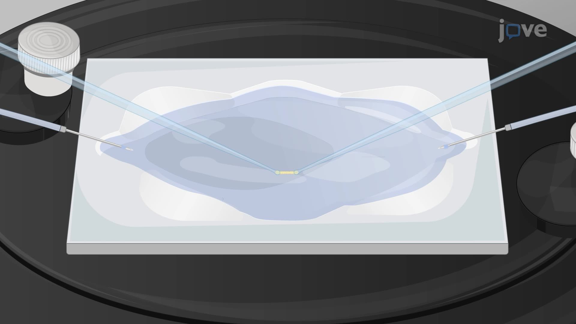 Analysis of Calcium Dynamics and Membrane Potential Changes in a Mouse Arteriolar Endothelium