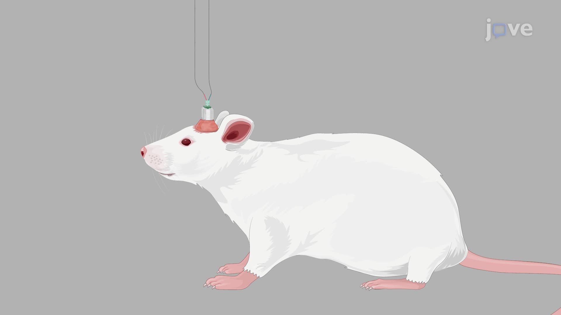 Assessment of Excitatory Neurotransmitter Levels in Chronic Epilepsy-Induced Rats