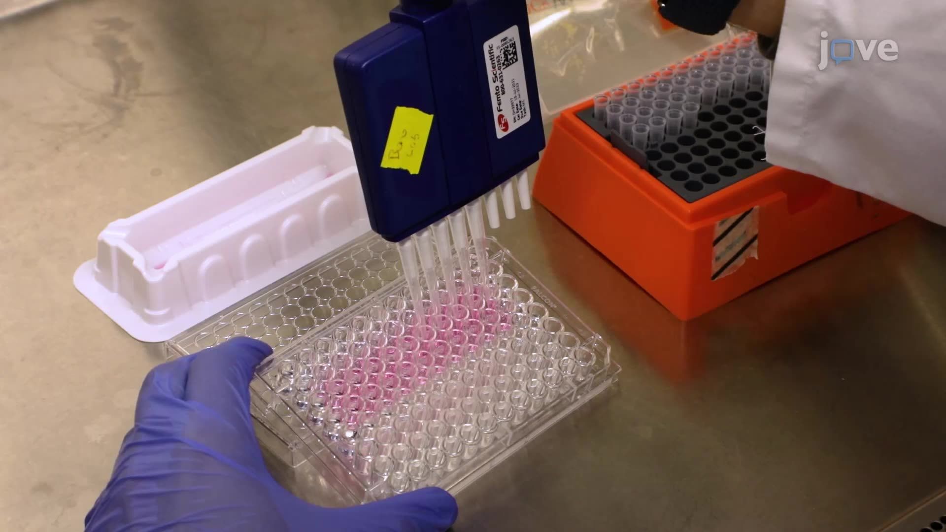 Saggio di fagocitosi su cellule vive di cellule simili alla microglia utilizzando sinaptosomi umani