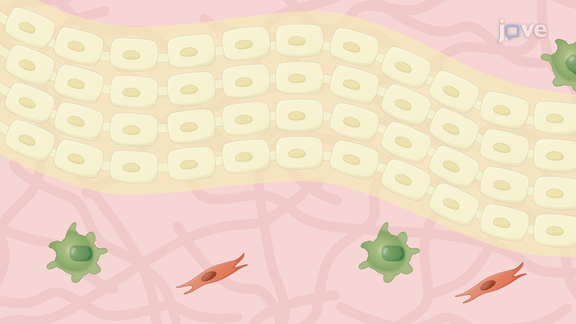 Performing Crush Axotomy on the Facial Nerve in a Mouse Model