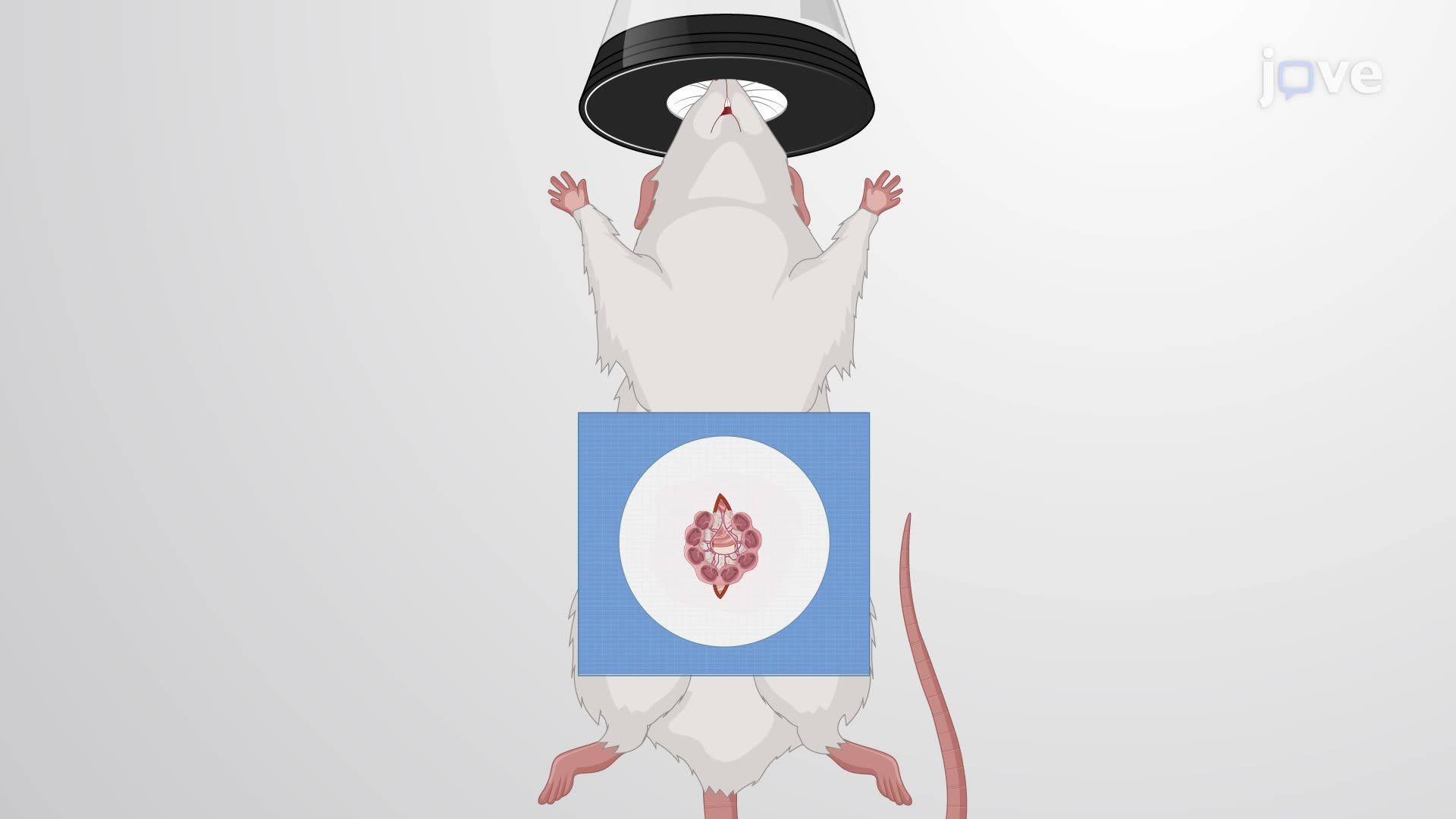 Inducing Hypoxic-Ischemic and Inflammatory Conditions to Model Encephalopathy in Prenatal Rats