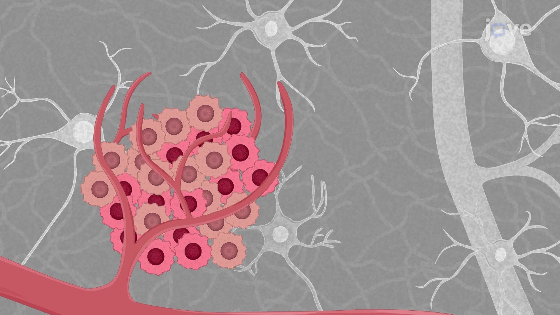 Generating a Glioblastoma Rat Model