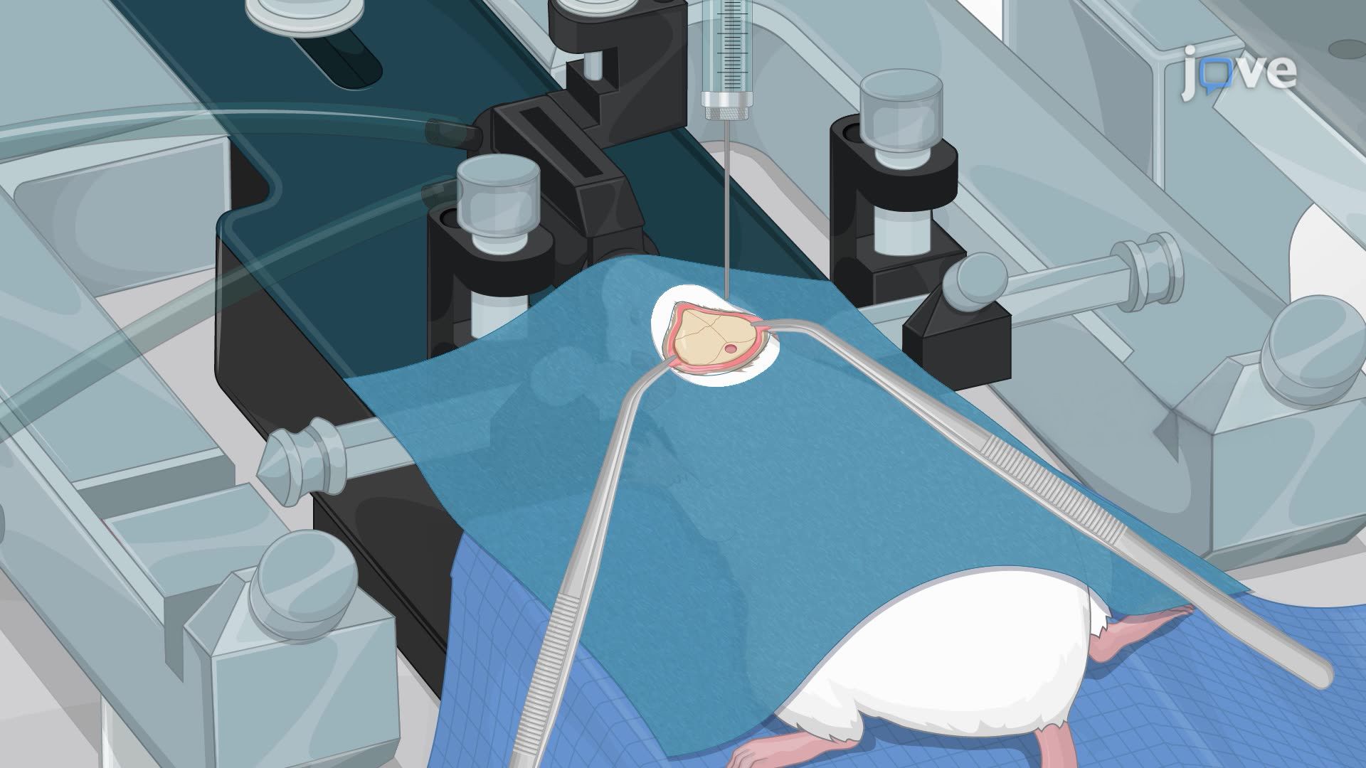 Inducing Massive Pontine Hemorrhage in a Rat Model by Autologous Blood Injection