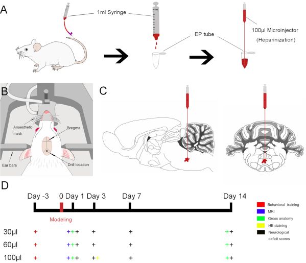Inducing Massive Pontine Hemorrhage in a Rat Model by Autologous Blood ...
