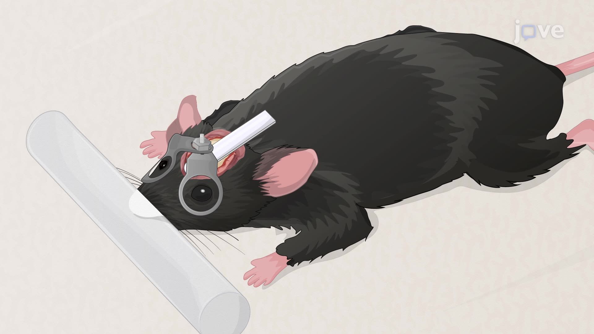 Developing Myopia in a Mouse Model Through Lens-Induced Defocusing