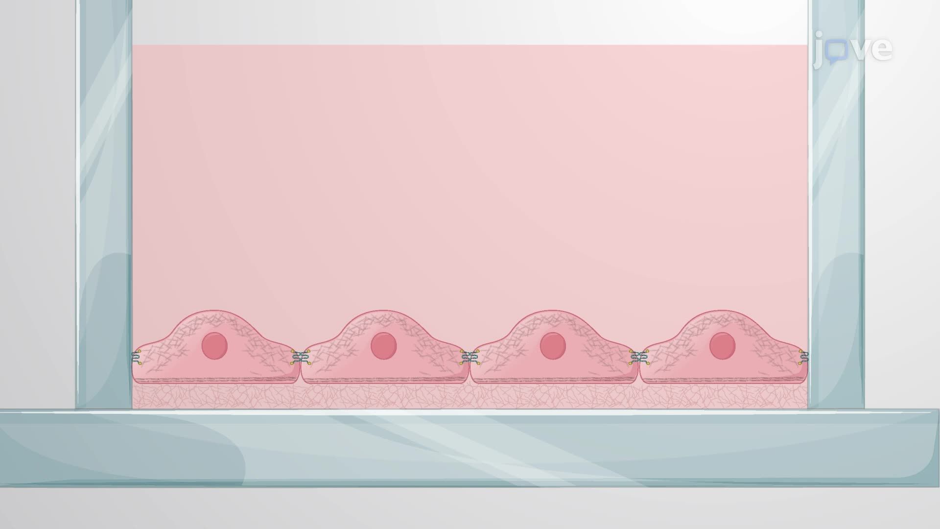 Impact of Oxygen-Glucose Deprivation and Reoxygenation on Cell-Cell Interactions