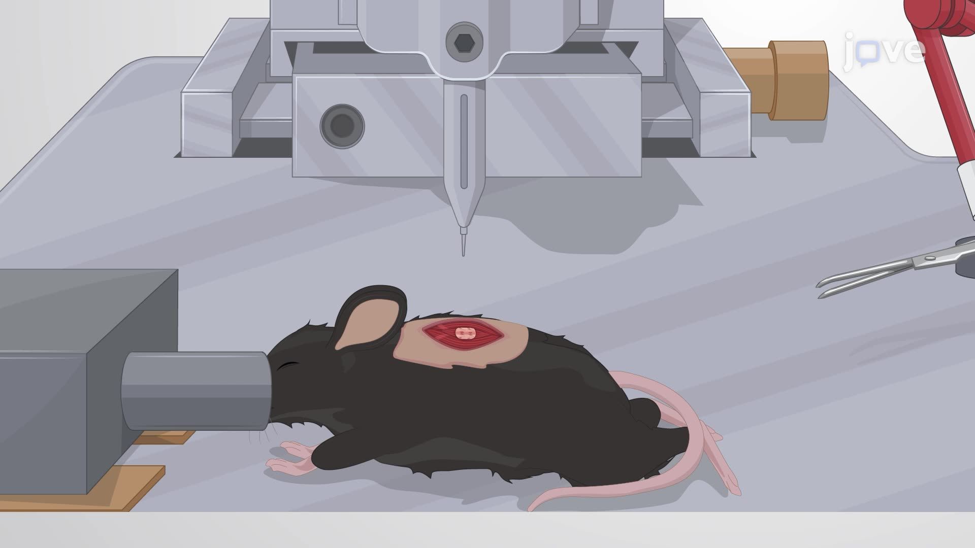 Inducing a Spinal Cord Contusion in a Mouse Model Using a Spinal Cord Injury Coaxial Platform