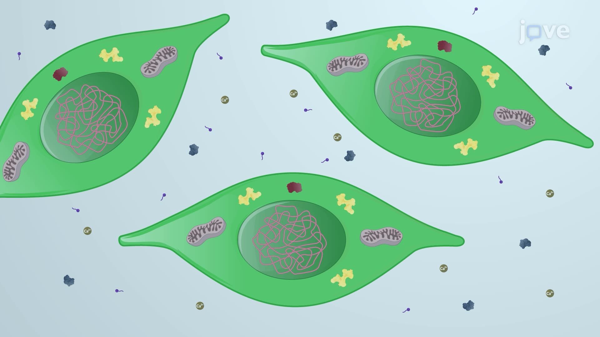 Native Chromatin Immunoprecipitation of Neurosphere Cells