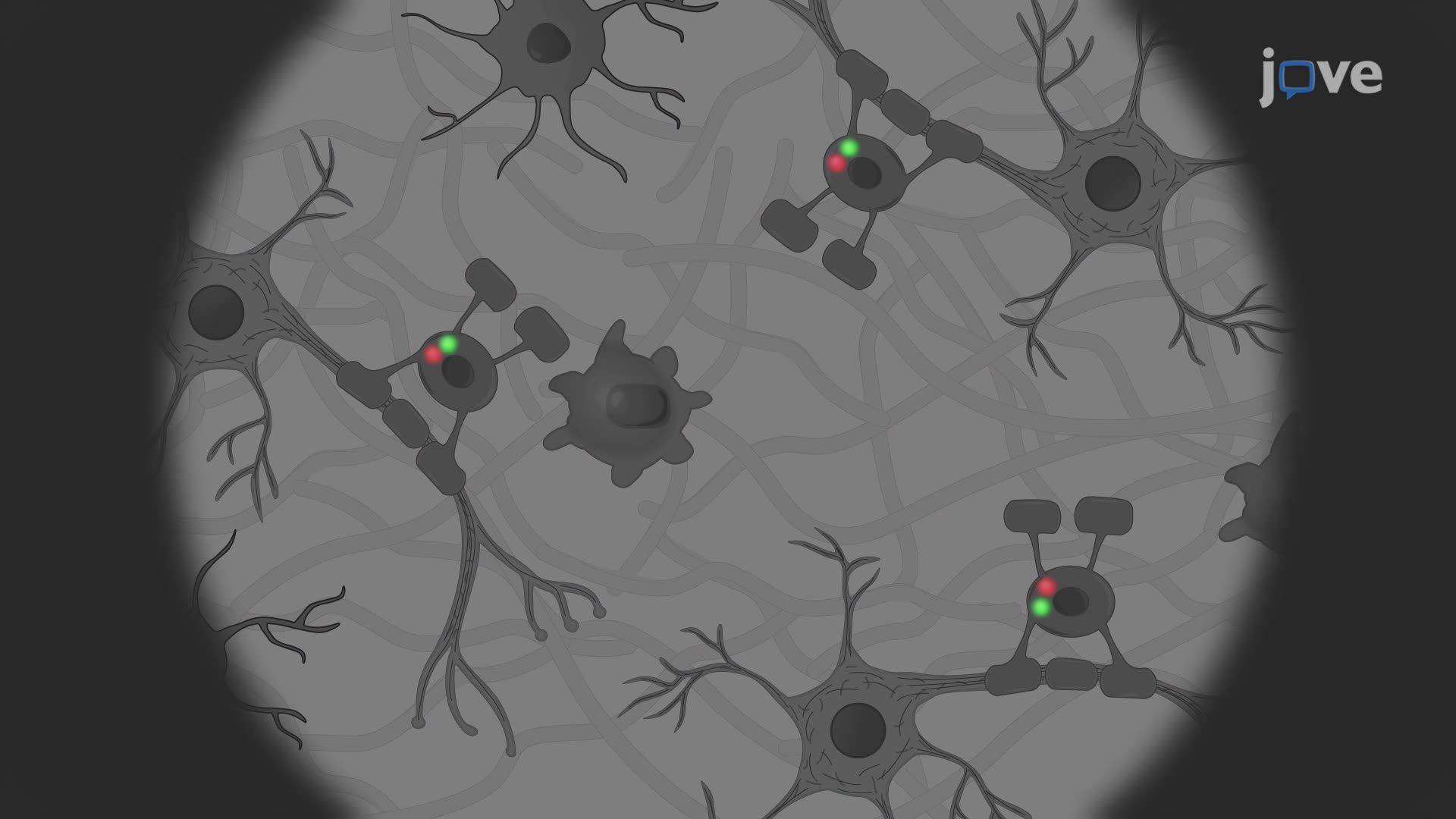 Performing Double Fluorescence In Situ Hybridization to Detect Gene Expression in Mouse Brain Sections