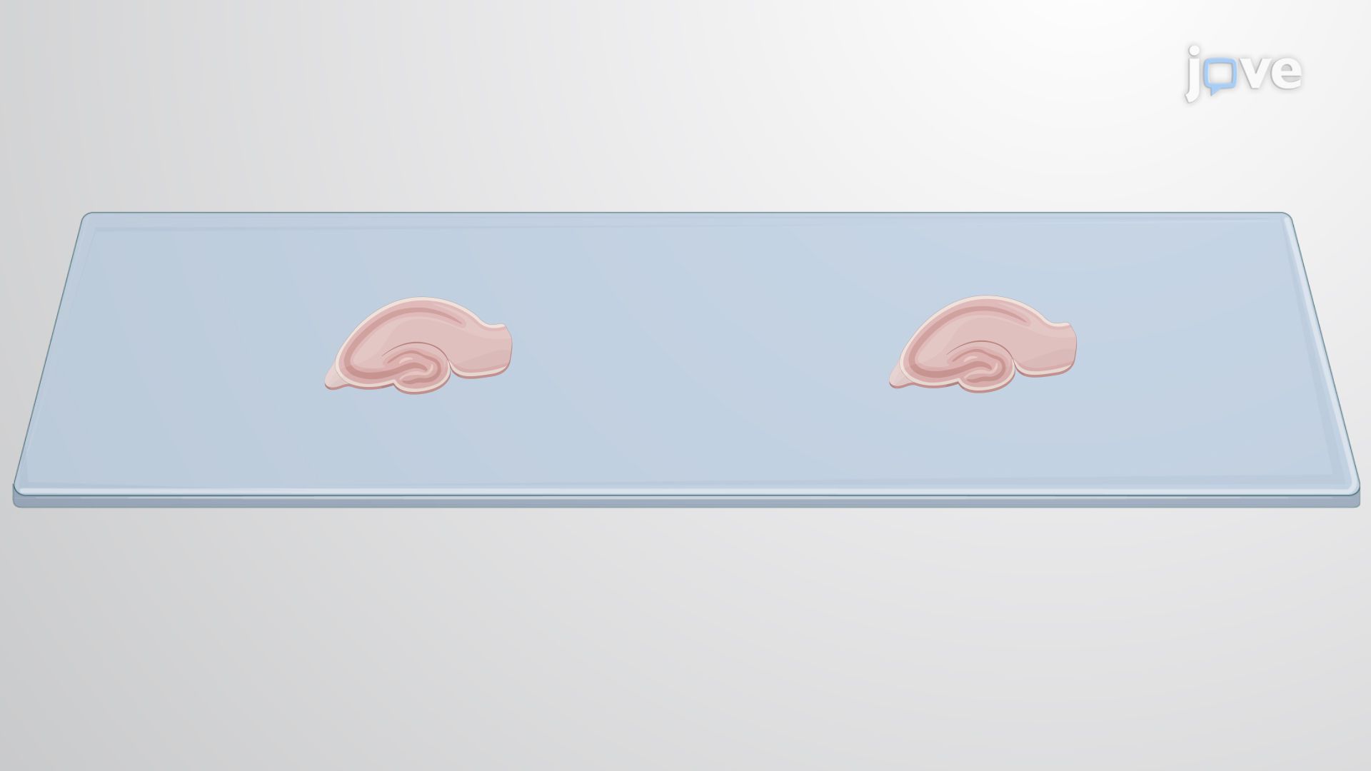 Immunostaining of Neurons in Mouse Brain Slices Following Fluorescence In Situ Hybridization