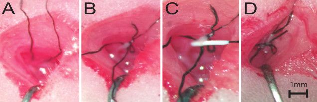 figure-results-1 Surgical suturing process in tissue, step-by-step diagram; close-up of suturing technique, 1mm scale.